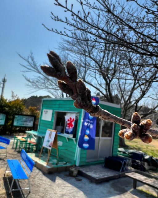 桜の山の蕾は少しずつ大きくなって来ました。
#さくらの山公園
#さくらの山
#さくらカフェ
#かき氷
#成田空港
#フライングホヌ
#a380