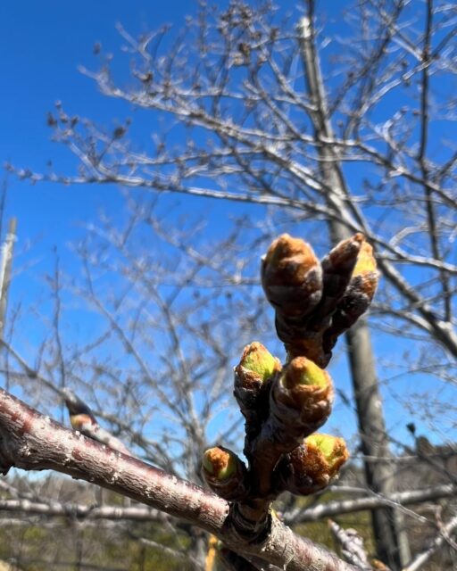 まだ桜の蕾はピンクになってません、、
金曜日くらいかなぁ
#さくらの山
#さくらカフェ
#桜
#開花宣言
#できない