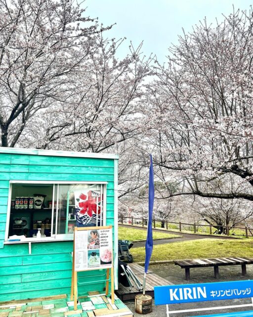 さくらの山は五分咲きです。
#さくらの山
#さくらの山公園
#さくらカフェ
#成田花見スポット