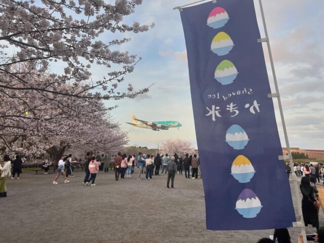 満開の桜と、ホヌと、かき氷の旗
さくらの山の桜は満開になりました。
#さくらの山
#さくらカフェ
#フライングホヌ
#成田花見スポット