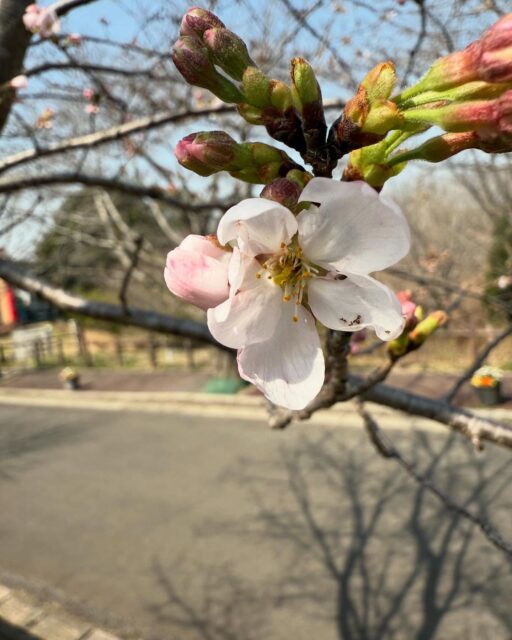 さくらの山開花宣言です!
#さくら
#さくらの山
#はるのおとずれ
#土日には満開かな
#成田空港
#a380
#フライングホヌ
#千葉花見スポット #成田花見スポット