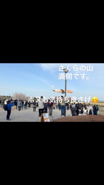 #さくらの山
#フライングホヌ
#成田空港
#千葉花見スポット
#成田花見スポット
#さくらカフェ
#さくらの山公園