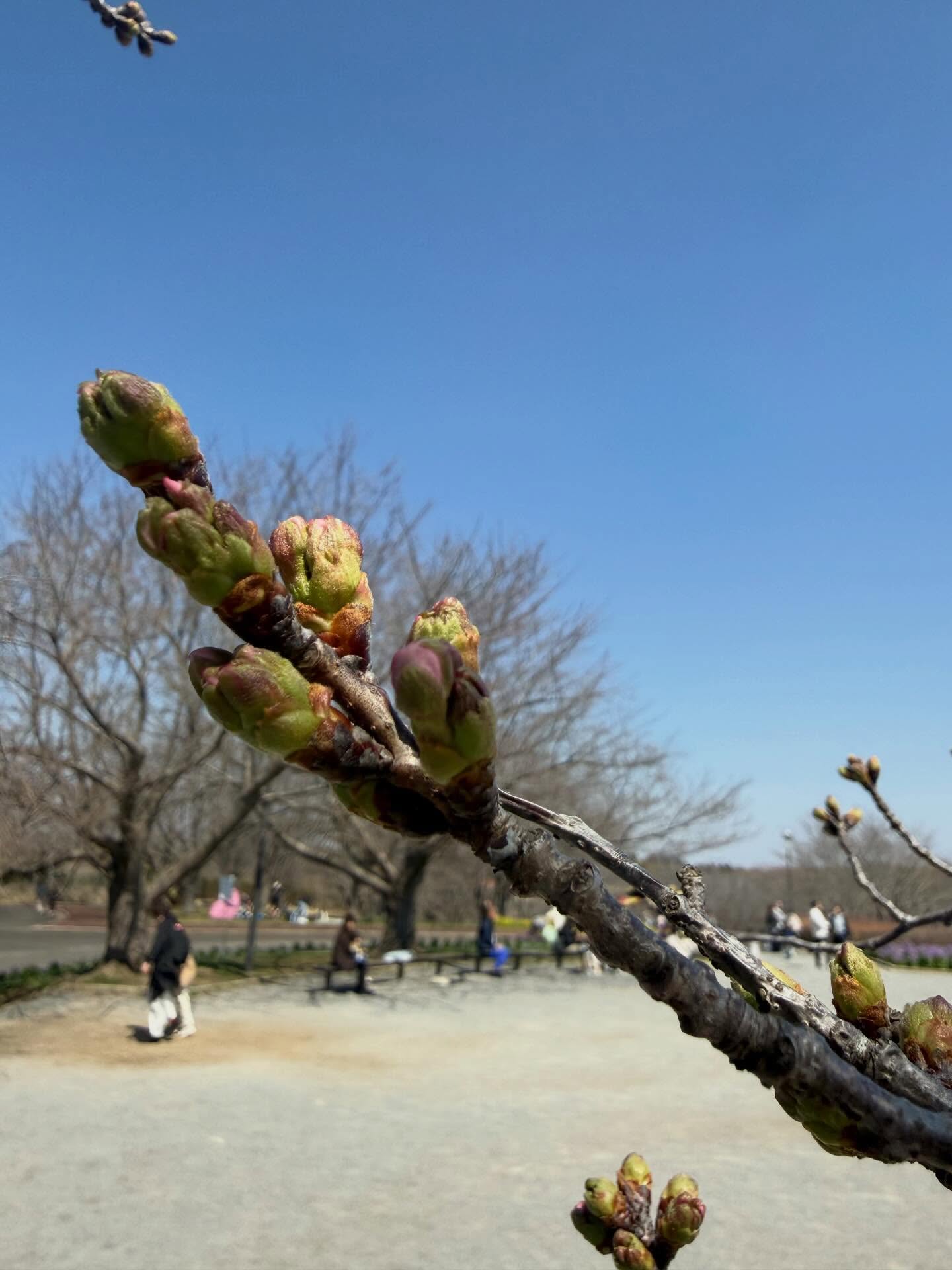 もうすぐ咲きそうです🌸
みなさんお待ちしてまーす✨

#さくらの山
#さくらカフェ
#成田
#成田空港
#成田花見スポット