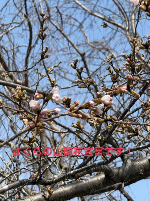 さくらの山、開花宣言致します♪
是非遊びに来て下さい。
#さくらの山
#さくらカフェ
#成田お花見
#a380
#成田空港