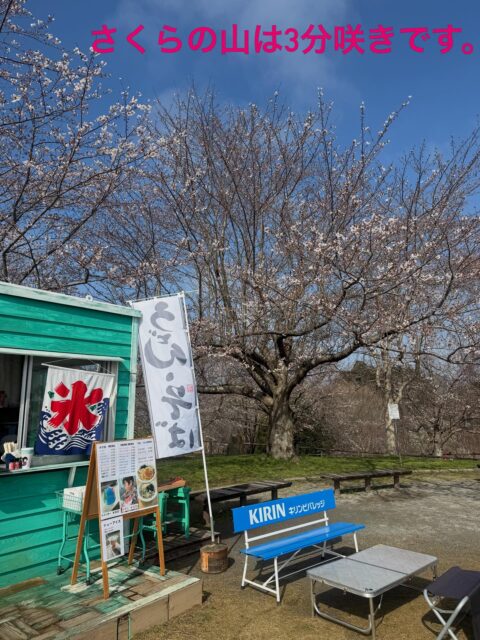 さくらの山は3分咲きとなりました。
今日は天気も良く、最高の花見日和です🌸
#さくらの山公園 
#さくらカフェ
#成田お花見スポット 
#成田おでかけスポット 
#成田空港