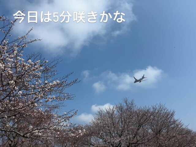 あったかいので、だいぶ咲き進みました。

さくらの山でお待ちしております。
#さくらの山公園 
#さくらの山
#さくらカフェ
#成田お出かけスポット 
#成田お花見